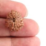 Rudraksha 13 Mukhi indonesian